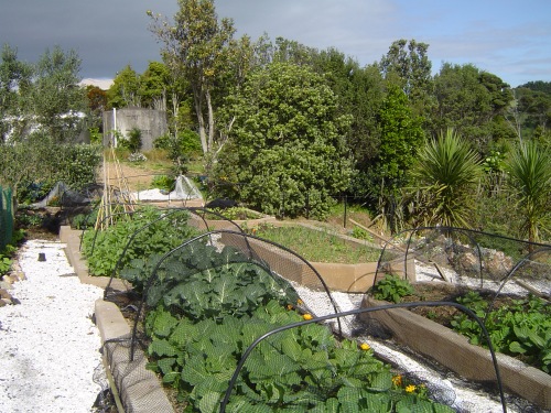 July-August vegetable gardens are beginning to grow